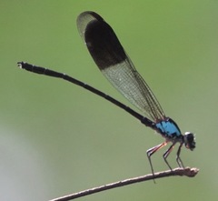 Euphaea impar
