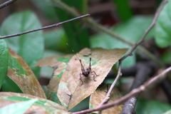 Lipotactes maculatus