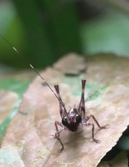 Lipotactes maculatus