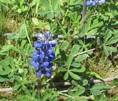 Lupinus subcarnosus