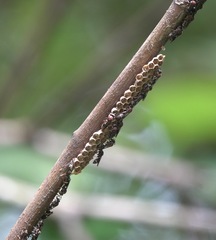 Ropalidia erythrospila
