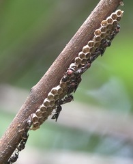 Ropalidia erythrospila