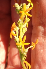 Manulea thyrsiflora