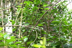 Ropalidia erythrospila