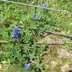 Lupinus subcarnosus