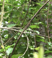 Ropalidia erythrospila