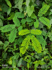 Albizia odoratissima