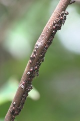 Ropalidia erythrospila