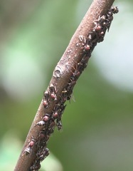 Ropalidia erythrospila