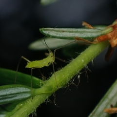Euceraphis gillettei