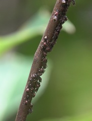 Ropalidia erythrospila