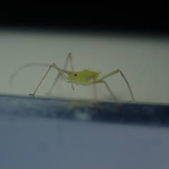 Euceraphis gillettei