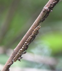 Ropalidia erythrospila