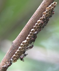 Ropalidia erythrospila