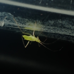 Euceraphis gillettei