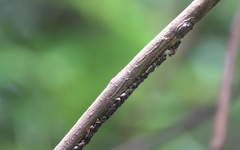 Ropalidia erythrospila