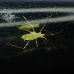 Euceraphis gillettei