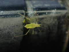 Euceraphis gillettei