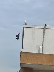 Columba livia domestica