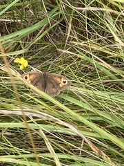Maniola jurtina
