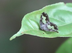 Ricanoptera fenestrata