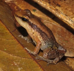 Allobates tapajos