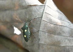 Dalpada trimaculata