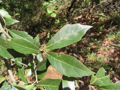Quercus laurina