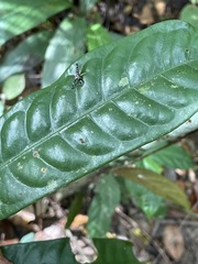Bavia capistrata