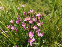Centaurium littorale