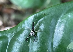 Bavia capistrata