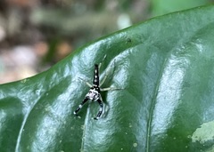 Bavia capistrata
