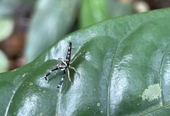 Bavia capistrata