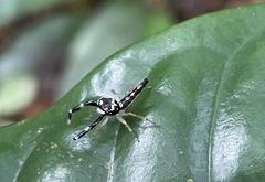 Bavia capistrata