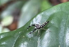 Bavia capistrata
