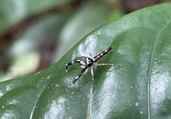 Bavia capistrata