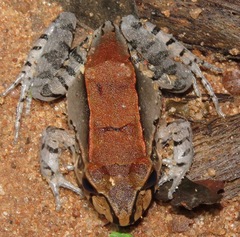 Leptodactylus knudseni