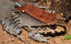 Leptodactylus knudseni