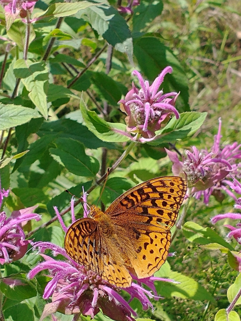 Great spangled fritillary (Speyeria cybele)
