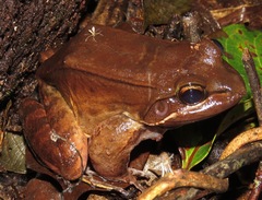 Loreto White-Lipped Frog photo 4