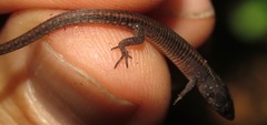 Muller's Tegu photo 4