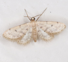 Idaea bonifata