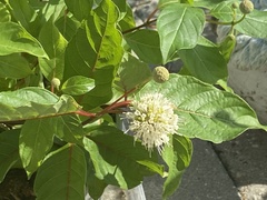 Cephalanthus