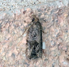 Endothenia nubilana