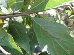 Quercus laurina