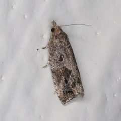 Endothenia nubilana