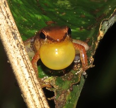 Allobates tapajos