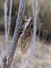 Cicada barbara lusitanica