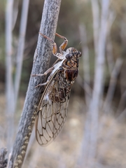 Cicada barbara lusitanica