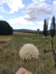 Scabiosa ochroleuca